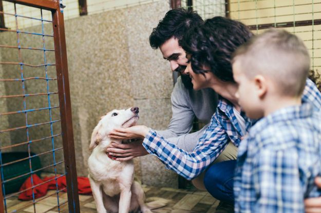 Como cuidar de um cachorro? Veja 7 dicas fundamentais dos especialistas!