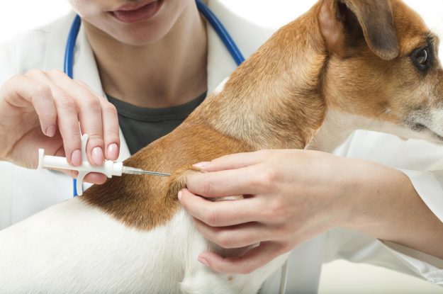Vacinas para cães: saiba como proteger a saúde do seu pet!