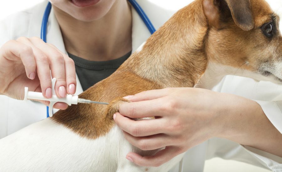 Vacinas para cães: saiba como proteger a saúde do seu pet!