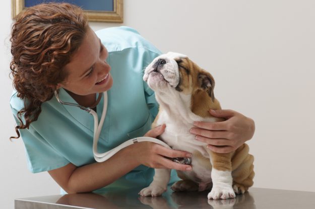 Dicas veterinárias: saiba mais sobre o bem-estar dos pets