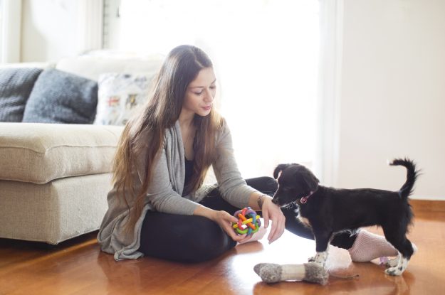 Ensine em casa: quais as melhores dicas para adestrar cães?