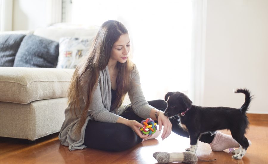 Aprenda como adestrar seu cão em sua casa