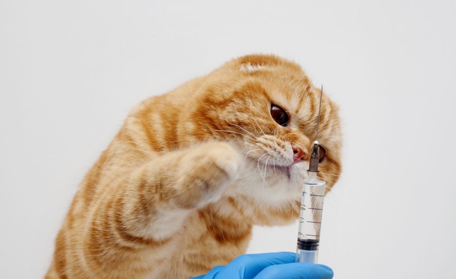 quando vacinar seu gato? Descubra!