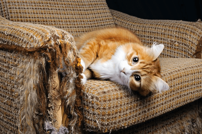 A psicologia felina explica: por que os gatos arranham o sofá da sua casa?