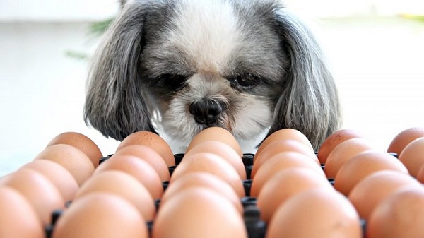 seu cachorro pode sim comer ovos, mas é preciso entender alguns detalhes para introduzir o alimento na dieta do doguinho