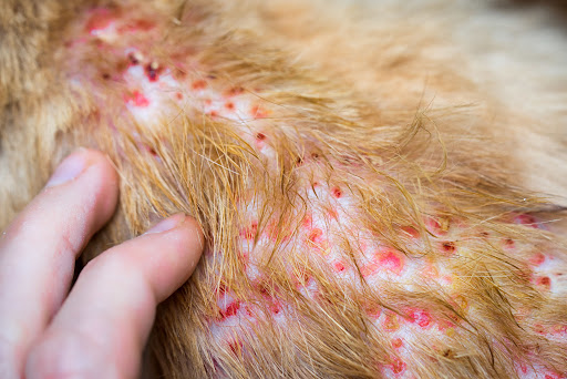 Dermatite atópica no seu cãozinho? Saiba como resolver