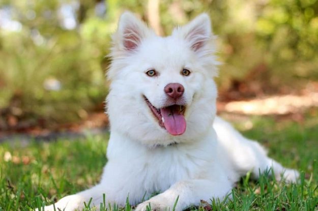 Psicologia canina: 10 dicas de um ambiente feliz para o dog