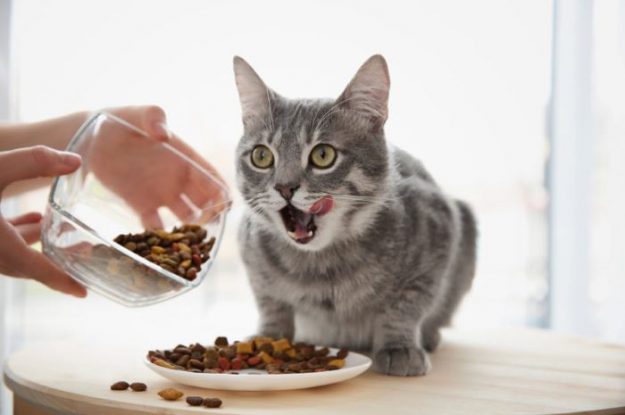 Comida de gato: 8 fatos sobre o paladar exigente do bichano