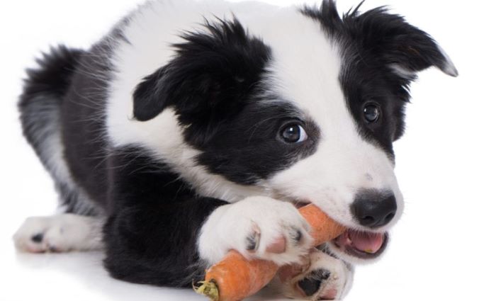 Alimentação, falta de higiene, são um dos principais motivos do mau hálito canino, veja nesse blog como resolver esse problema