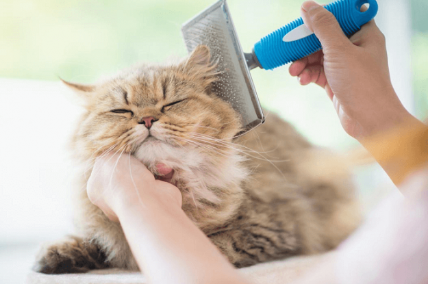 Escovar gato: razões para cuidar dos pelos do bichano