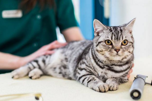 Gato castrado: 7 cuidados essenciais do tutor com o bichano