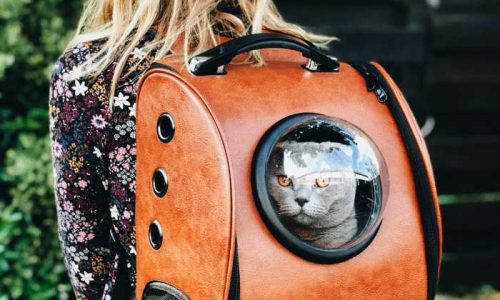 Transporte para gatos: qual é a forma ideal?