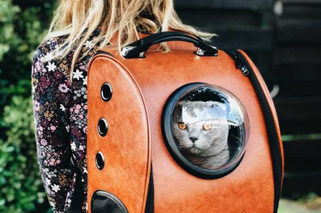 Transporte para gatos: qual é a forma ideal?
