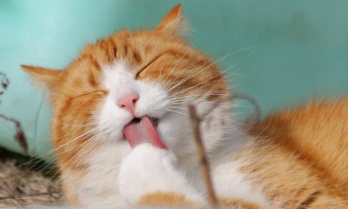 Conheça 6 Produtos Essenciais para a Higiene do Gato