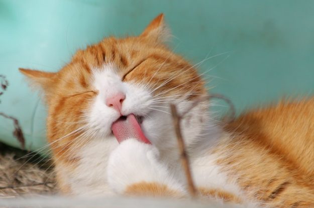 Conheça 6 Produtos Essenciais para a Higiene do Gato