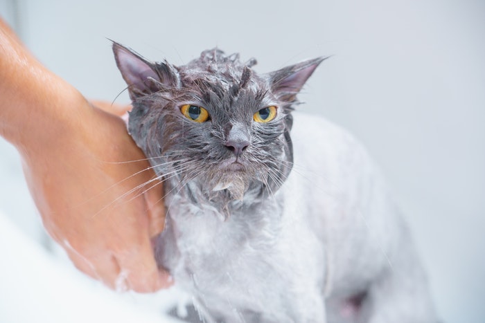 Dar banho em um gato costuma ser um pouco complicado, grande parte dos animais não gosta de contato com a água