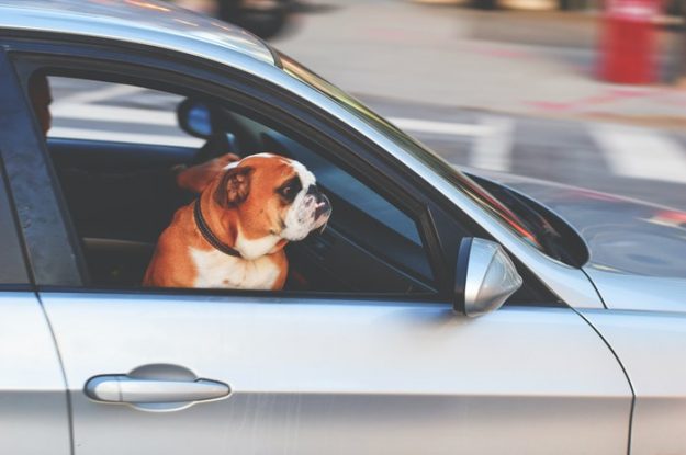 7 dicas essenciais para viajar com seu cachorro | Veja aqui!