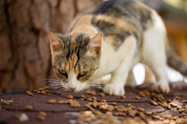 Alimento para gatos: 5 dicas para escolher a melhor ração!