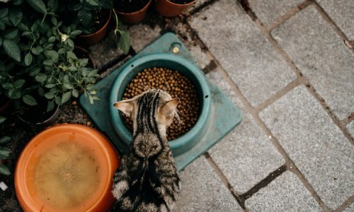 Como alimentar seu gato corretamente? A São Pet food pode te ajudar!