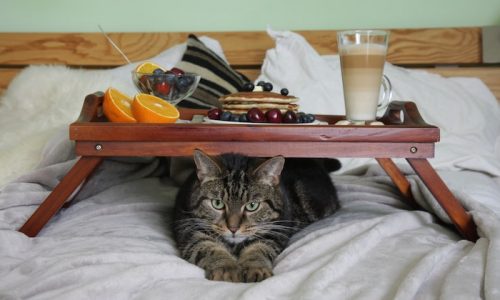 O que o gato pode comer além da ração? Saiba mais aqui!