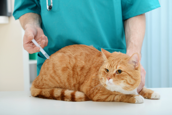Vacinas para gatos: veja como proteger o seu bichano AGORA!